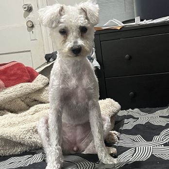 Rocky On Wheels - Snowball - Pet Groomers Near Me Rocky On Wheels - Snowball - Pet Groomers Near Me