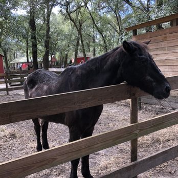 Santas Christmas Trees Forest - Friendly horse to feed - Christmas Trees Near Me - Eustis, Florida Santas Christmas Trees Forest - Friendly horse to feed - Christmas Trees Near Me - Eustis, Florida