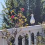 Photo of Historic Gardens of Alcatraz Project