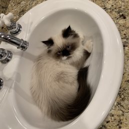 Coco Chanel Coco Chanel