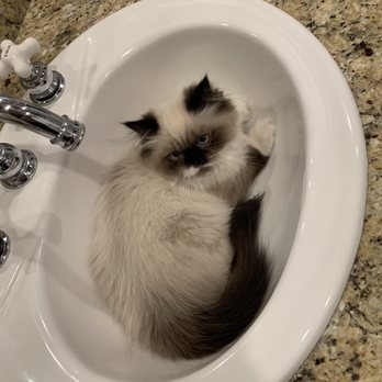 Sahalee Veterinary Hospital - Coco Chanel - Veterinarians Near Me - Sammamish, Washington Sahalee Veterinary Hospital - Coco Chanel - Veterinarians Near Me - Sammamish, Washington