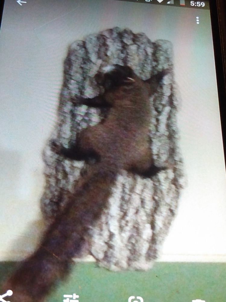 Narrow Path Taxidermy Services - taxidermy in Maynardville, TN