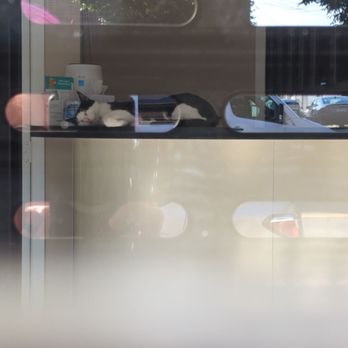 Modern Vet Care - The Modern Vet Care in-house cat, sleeping peacefully on the reception desk. - Veterinarians Near Me - Astoria, New York