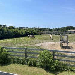 Ocracoke Ponies and Pen - Ponies