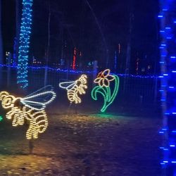 Bee City Zoo - Amazing lights