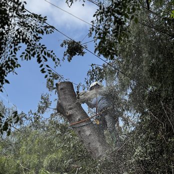 Pena Tree Service - Ash Tree Removal. - Tree Services Near Me - Ventura, California Pena Tree Service - Ash Tree Removal. - Tree Services Near Me - Ventura, California
