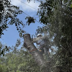 Pena Tree Service - Ash Tree Removal.