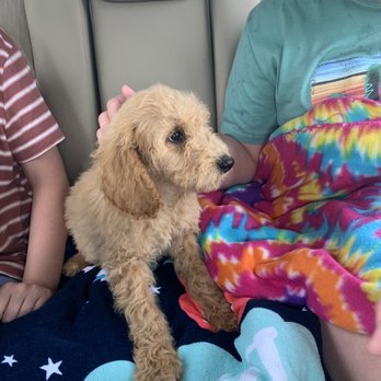 Southland Puppies - Pet Breeders Near Me Southland Puppies - Pet Breeders Near Me