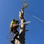 Photo of De Leon Tree Trimming & Landscaping