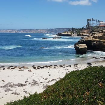 La Jolla Cove - Fat little seals sunbathing - Parks Near Me - La Jolla, California