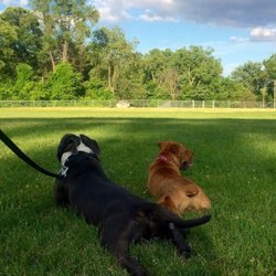 William Grace Dog Park - Esco & Marley taking a break, stretching in the cool grass in the shade together.
