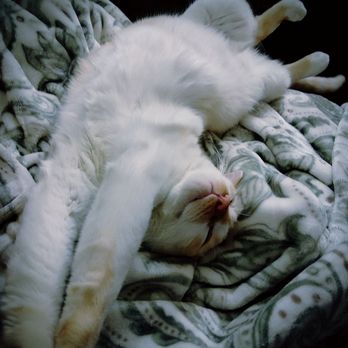 Homestead Animal Clinic - Dr. Hunt is purrrrfect! - Veterinarians Near Me - Mesa, Arizona Homestead Animal Clinic - Dr. Hunt is purrrrfect! - Veterinarians Near Me - Mesa, Arizona