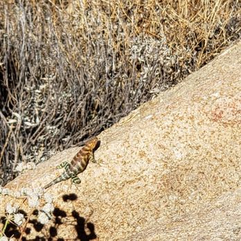 Mt. Rubidoux Park - Fat lizard - Hiking Near Me - Riverside, California Mt. Rubidoux Park - Fat lizard - Hiking Near Me - Riverside, California