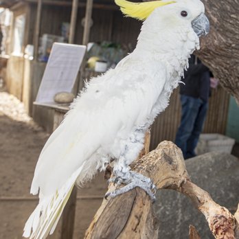 Free Flight - Animal Shelters Near Me - Del Mar, California