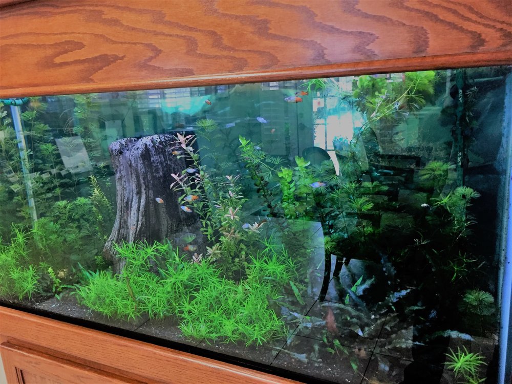 FISH MAN AQUARIUM SERVICE Fort Worth, Texas Aquarium Services