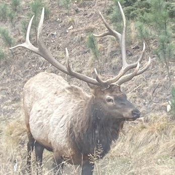 Estes Park Shuttle - Elk - Airport Shuttles Near Me - Estes Park, Colorado Estes Park Shuttle - Elk - Airport Shuttles Near Me - Estes Park, Colorado