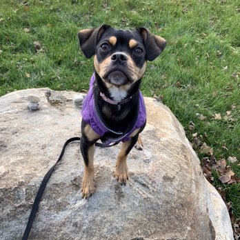 Cleveland Canine Concierge - Pet Training Near Me Cleveland Canine Concierge - Pet Training Near Me