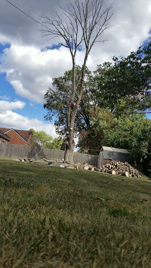 Catramex LLC - tree service in Cincinnati, OH