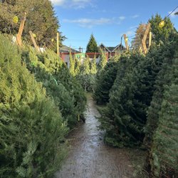 Aunt Leah's Christmas Tree Lot - We have hundreds of trees and several varieties to chose from.
