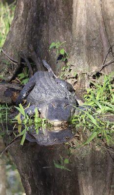 Highlands Hammock State Park by null