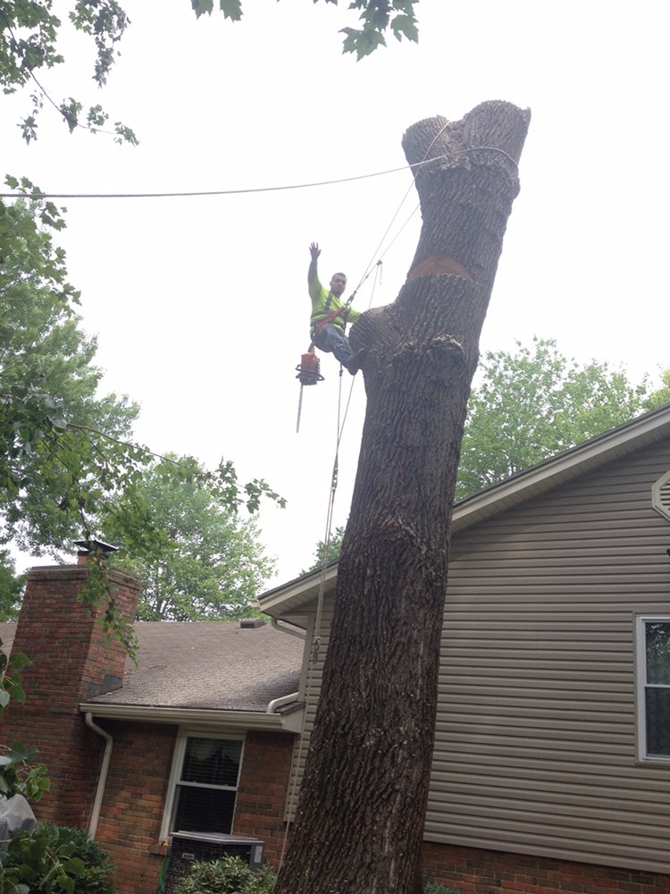 AM Tree Expert - tree service in Cincinnati, OH