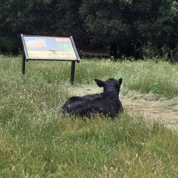 Santa Ysabel Preserves - Cows and signage. - Hiking Near Me - Julian, California Santa Ysabel Preserves - Cows and signage. - Hiking Near Me - Julian, California