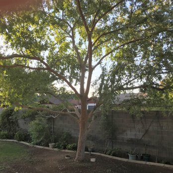 ArborCraft Tree Service - This was hanging in the back alley. - Tree Services Near Me - Phoenix, Arizona