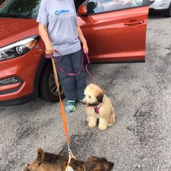 William A. Pitts Park - This fuzzy pup was jumped by two grown dogs. Not hurt. Be careful in this park if you have smaller friendly dogs.