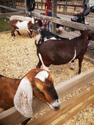 Chinguacousy Park by null