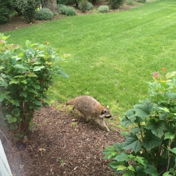 Animal Encounters Wildlife Control - Our mama raccoon before she vacated the premises safely. - Pest Control Near Me Animal Encounters Wildlife Control - Our mama raccoon before she vacated the premises safely. - Pest Control Near Me