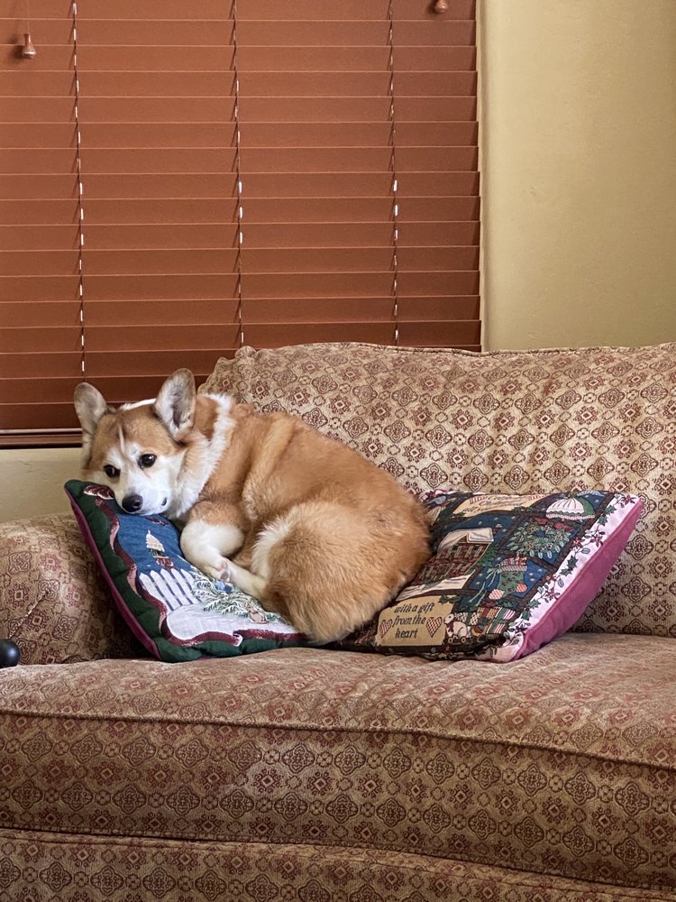 K&S PET GROOMING Updated August 2024 15 Photos & 17 Reviews 1440 California St, Kingsburg