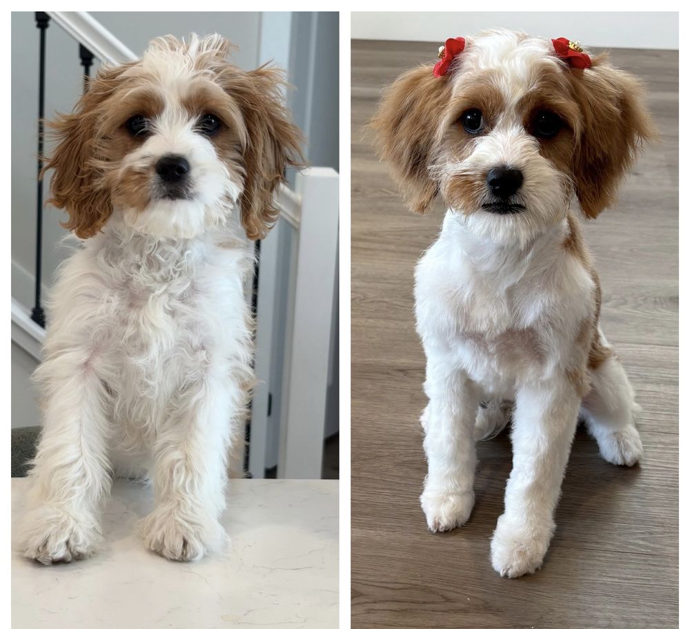 Barkbus Mobile Grooming | Luxury Dog Grooming that Comes to You