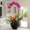 Proflowers gift card