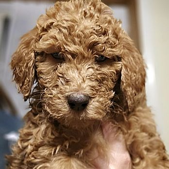 Bert's Doodles - Pet Breeders Near Me - Grant Township, Michigan Bert's Doodles - Pet Breeders Near Me - Grant Township, Michigan