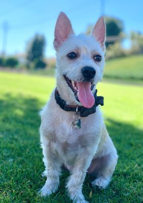 waggin wheels pet grooming