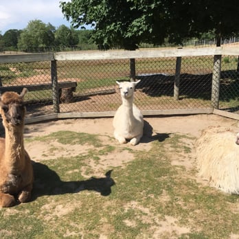 Oaklawn Farm Zoo - Zoos Near Me - Aylesford, Nova Scotia Oaklawn Farm Zoo - Zoos Near Me - Aylesford, Nova Scotia