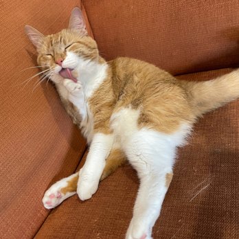 Purrfect Cup - Cafes Near Me - Fredericton, New Brunswick