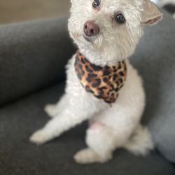 Buzz's Grooming & More - All groomed