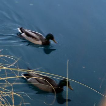 Americana - Lake with ducks - New American Near Me - Las Vegas, Nevada