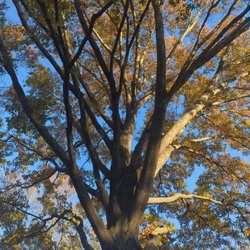 Integrity Lawn & Tree