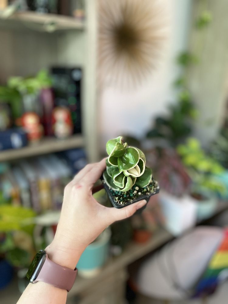 Jungle Room by BWH Plant - wedding in Orlando, FL