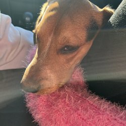 Sun City Animal Hospital
