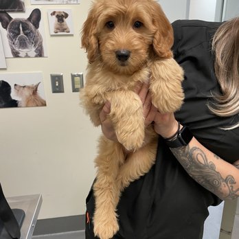 California Goldendoodle - Pet Breeders Near Me California Goldendoodle - Pet Breeders Near Me