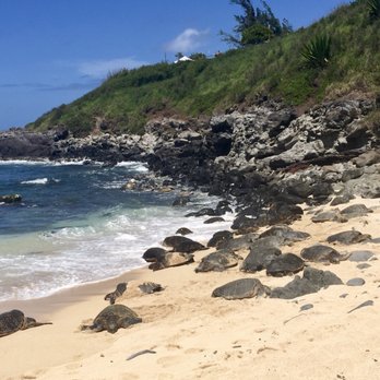 Hookipa Beach Park - Hawaiian Green Sea Turtles on the Beach at Ho'okipa Beach Park - Parks Near Me - Paia, Hawaii