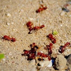 California Harvester Ants - there are numerous large beds of these along the wetland trail so be vigilant! (May 2024)