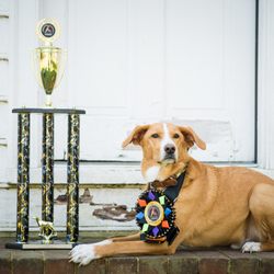 BFF Pet Services - Trainer Chrissy and Beasley earn the 1st ever National Stunt Dog Champion Title!