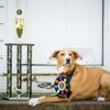 BFF Pet Services gift card