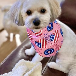 Waggy Tail - Elsa went to see Taylor today at Waggy Tails in Daphne!