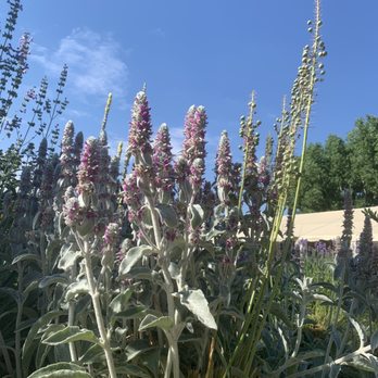 Denver Botanic Gardens - Botanical Gardens Near Me - Denver, Colorado