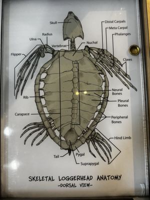 Georgia Sea Turtle Center by null